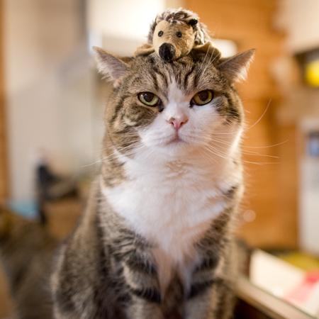 (喵咪大作战破解版中文版最新版)喵咪大作战内购破解大揭秘,解锁无限宝石和金币的秘密方法 (喵咪大作战破解版中文版最新版)喵咪大作战内购破解大揭秘,解锁无限宝石和金币的秘密方法