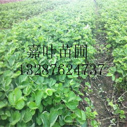 (如何在家中种植贵州香草三奈果)如何在家中种植贵州香草三奈？