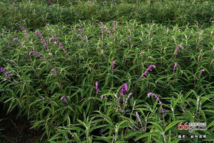 (如何在家中种植贵州香草三奈果)如何在家中种植贵州香草三奈？
