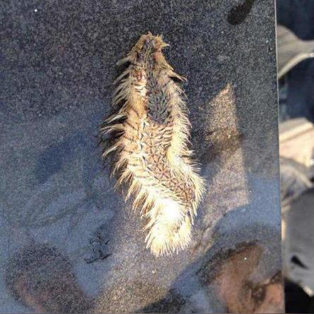 星之召唤士红包版下载：梦幻世界中的召唤大冒险，尽在红包版下载！