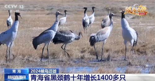 走进科技鸟类保护新领域：揭秘‘丹青寻鹤’App的发展历程与现今情况