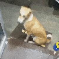 新年贺岁不再是单调的送福话，"宠物千千万红包版"带您玩转春节，轻松领取新年红包！