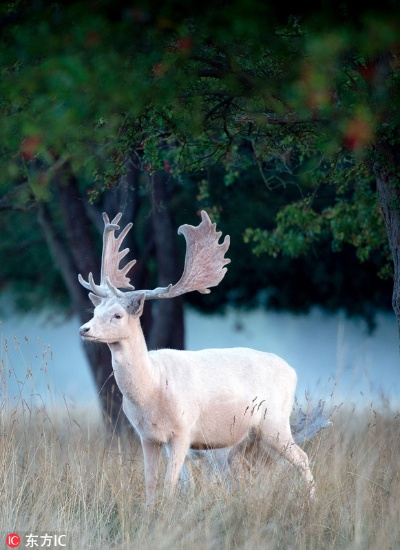 (白鹿微整了吗)大陆薇薇白鹿飞，神秘传说中的奇幻生物之谜揭晓