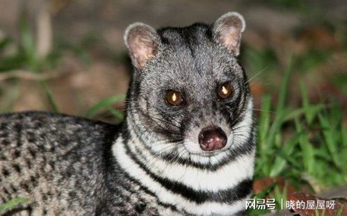 (灵猫传是否继续叫价)灵猫传是否已被下架？最新消息来了！