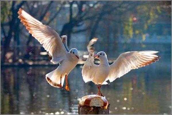 (爱飞翔的小鸟技巧)小鸟爱飞翔奇观怎么玩？细腻感受大自然的美妙之处