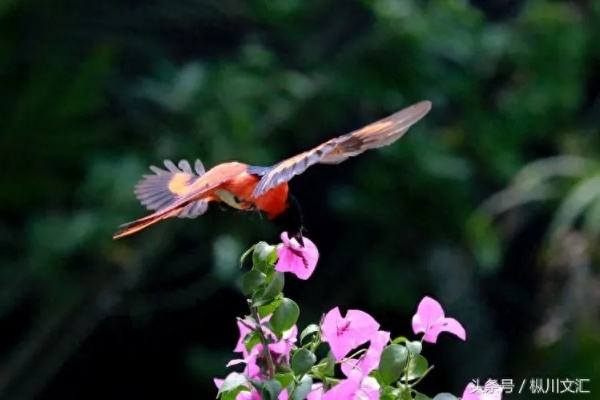 (爱飞翔的小鸟技巧)小鸟爱飞翔奇观怎么玩？细腻感受大自然的美妙之处