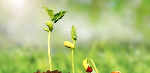 管延友 爱布谷：一段永不凋零的爱情，如同春天中盛开的花朵般美丽和动人