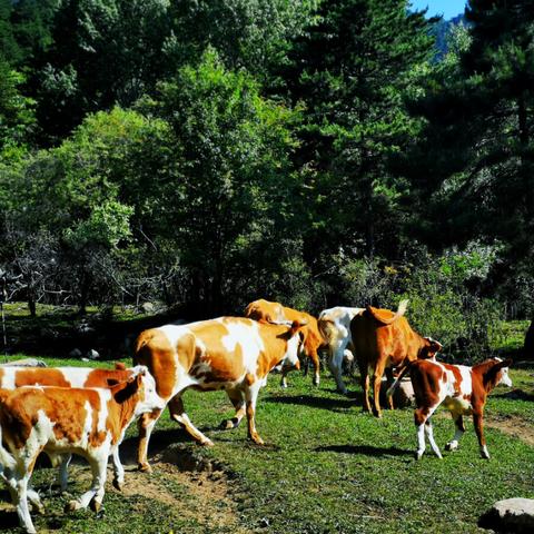 (蜀境传说视:探索四川的神秘传说与文化遗产的关系)蜀境传说视：探索四川的神秘传说与文化遗产