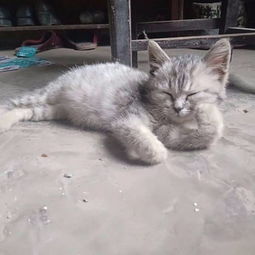 (农村的家猫是什么品种)农村里的猫到底是什么品种，有哪些特点和特征？