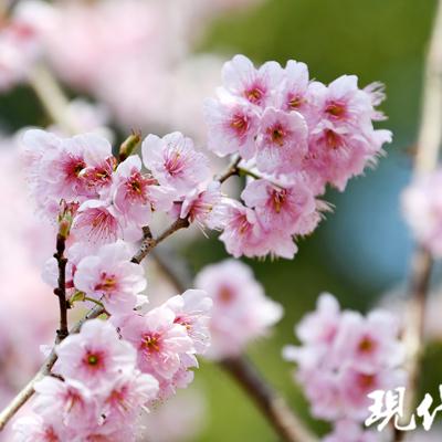 (蔷薇与椿最后一关)探索蔷薇与椿大夫人对战攻略:最佳策略与技巧详解 (蔷薇与椿最后一关)探索蔷薇与椿大夫人对战攻略:最佳策略与技巧详解