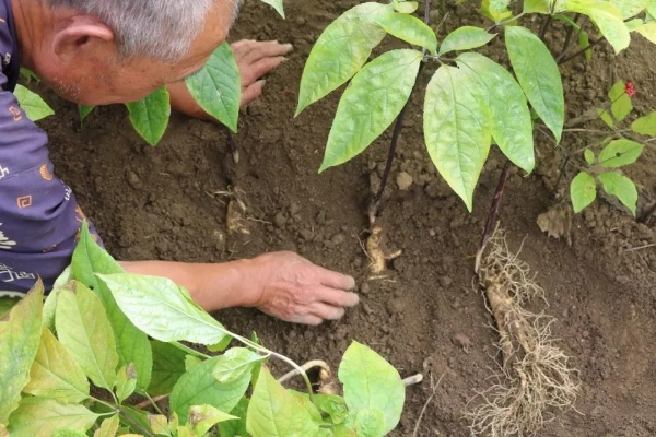 (罗马尼亚高山资源图)如何在罗马尼亚高山上种植人参并取得成功？
