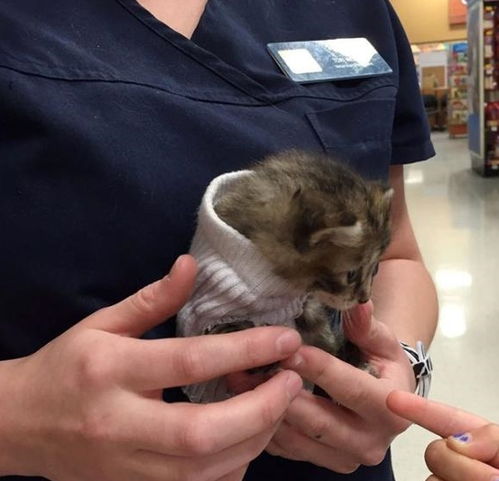 (萌喵宠物店游戏)探访可爱的小猫咪，萌喵宠物店攻略，打造贴心的宠物生活指南