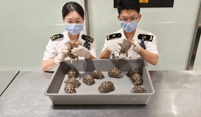 (印度星龟是几级保护动物)厦门海关成功查获12只珍稀印度星龟，保护濒危物种再添新篇章