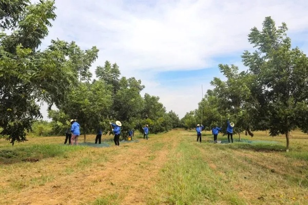 (坚果种植园)探索坚果种植的奥秘：坚果农场研究笔记详解和种植技巧分享