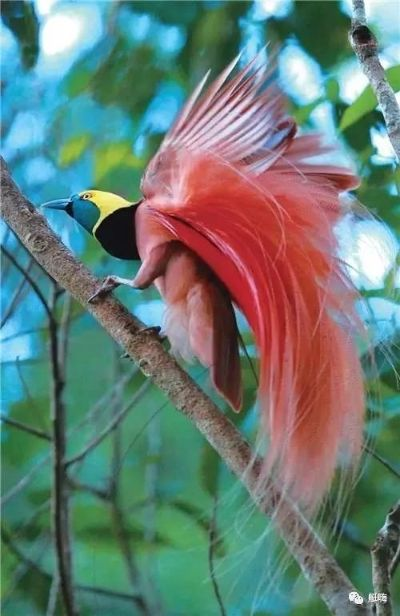 壮丽红色丛林鸟：热带林间羽翼翱翔，绚丽多彩令人惊叹