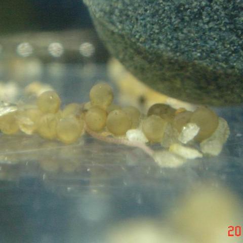 探索仓鼠水上乐园：为小宠物打造夏日清凉的天堂，尽情享受水中玩乐时光！