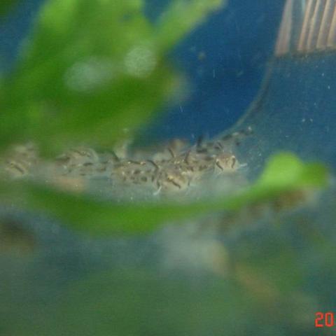 探索仓鼠水上乐园：为小宠物打造夏日清凉的天堂，尽情享受水中玩乐时光！