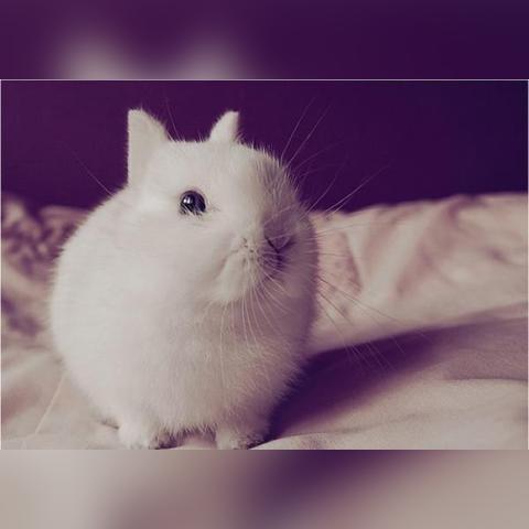 探索仓鼠水上乐园：为小宠物打造夏日清凉的天堂，尽情享受水中玩乐时光！