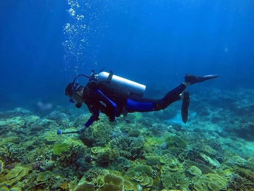 (第一次海底潜水的心情说说)让我们一起探索海底世界：三年级学生第一次潜水的新奇经历