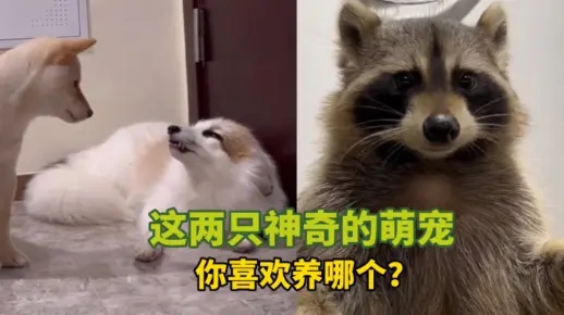 (萌神是谁)萌神0008: 可爱神秘背后的故事，揭秘这个神秘的萌宠世界