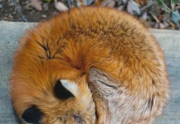 (萌神是谁)萌神0008: 可爱神秘背后的故事，揭秘这个神秘的萌宠世界