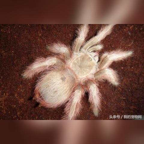 (彩色蜘蛛名字)探寻传奇蜘蛛：世界上有哪些具有传奇色彩的蜘蛛品种？