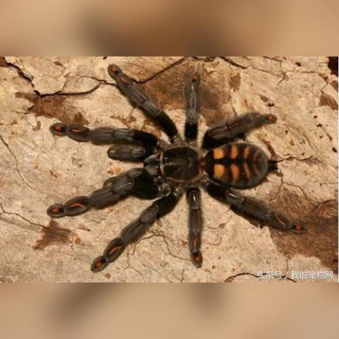 (彩色蜘蛛名字)探寻传奇蜘蛛：世界上有哪些具有传奇色彩的蜘蛛品种？