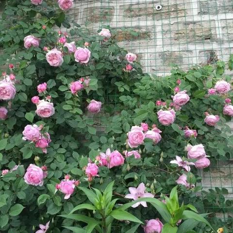 (拆东墙补西墙歌词)拆东墙补西墙歌曲：人生如梦，循环轮回