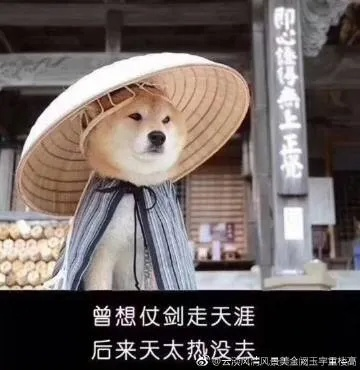 (柴犬侠客图片)柴犬侠表情包：萌宠带你领略幽默与可爱的完美结合