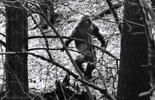 (喜马拉雅山野人袭击人视频)揭秘古老传说：探寻喜马拉雅山经典传奇野人之谜