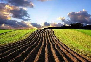 壹原始侠义天下黄了：全球生态环境恶化引起的原始部落土壤黄化现象及其影响研究