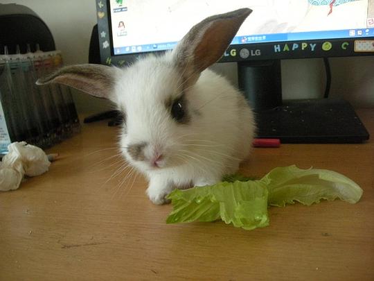 (可爱憨态萌萌兔动画,让你的心灵瞬间温暖起来了)可爱憨态萌萌兔动画，让你的心灵瞬间温暖起来