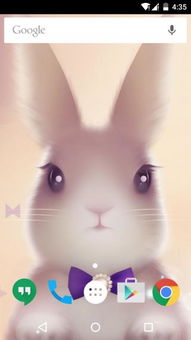 (可爱憨态萌萌兔动画,让你的心灵瞬间温暖起来了)可爱憨态萌萌兔动画，让你的心灵瞬间温暖起来