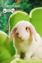 (可爱憨态萌萌兔动画,让你的心灵瞬间温暖起来了)可爱憨态萌萌兔动画，让你的心灵瞬间温暖起来