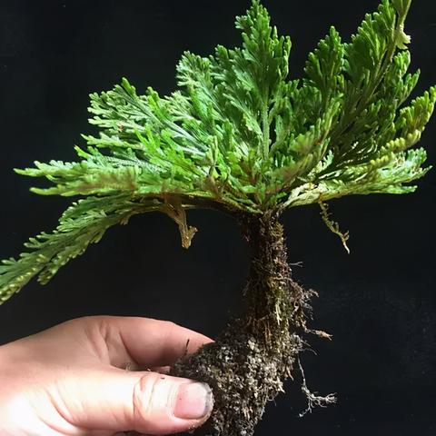 (外星人怎么还不来攻打地球呢)外星人在世界之战中为何战败而灭亡？