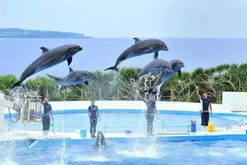 水族馆展示的100种生物，从海星到海豚，让您领略大自然的神奇奥秘
