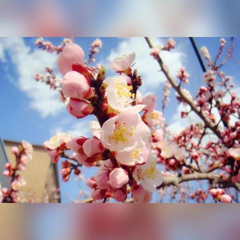 人闲闲闲，落英缤纷，枝头婀娜欲梦醒。闲思妙花散，闲情渐远长，人间闲事无关。