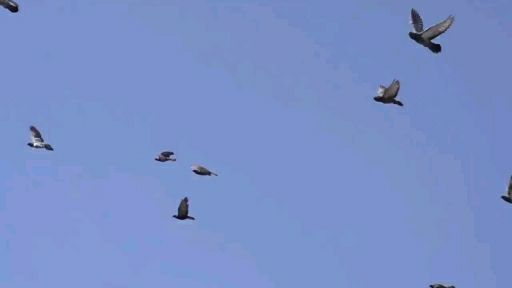 原唱力荐：紫竹铃的《仰望蔚蓝的天空》，令人感动的歌声共鸣人心在美丽的音符中