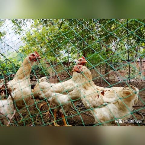 探秘秘境：揭开精灵王国的神秘面纱，揭示其自然和环境保护的重要性