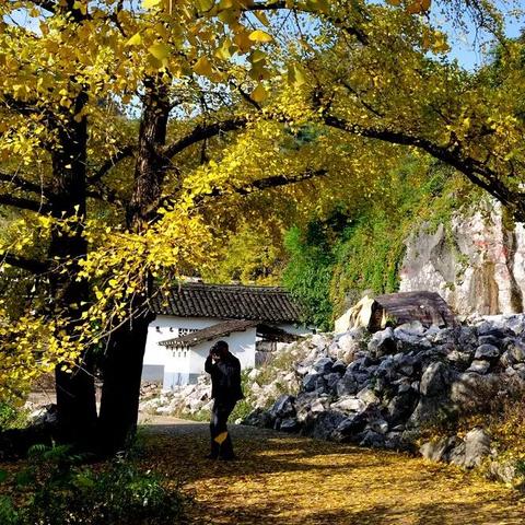 (幻想大陆名将选择)幻想名将录：揭秘平民最强阵容，打造绝对无敌阵容！