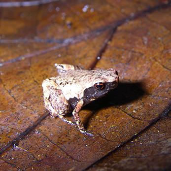 (悲伤蛙叫什么名字)一只悲伤蛙的故事：流浪、失落和终于找到真正的归宿