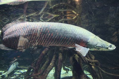 深度解析：巨骨舌鱼的市场价格波动情况，一只巨骨舌鱼到底需要多少元？