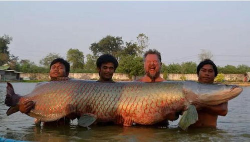 深度解析：巨骨舌鱼的市场价格波动情况，一只巨骨舌鱼到底需要多少元？