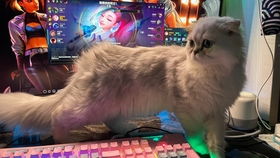 游戏猫之宿约再次现技术问题，玩家疑惑：猫之宿约者停服了吗？