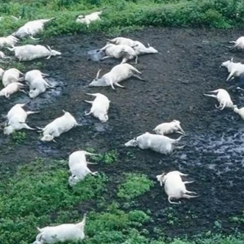 深度揭秘：掌握关键技巧，精通幸存者村庄游戏的绝佳全攻略指南