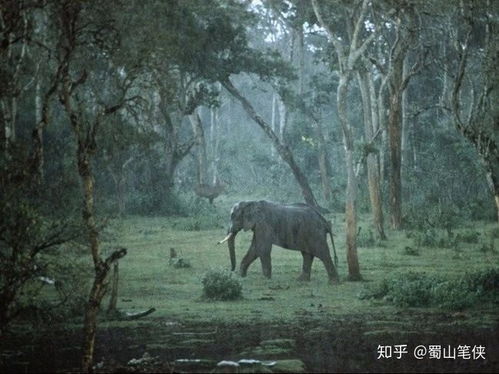 (动物与人二讲)人与自然共生的奇幻之旅：动物人间第二部