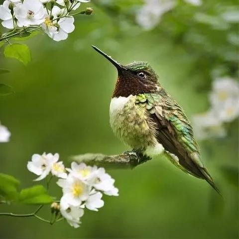 (儿童歌曲《我的好妈妈》)小蜜蜂儿歌：我的好妈妈永远在我心里闪耀