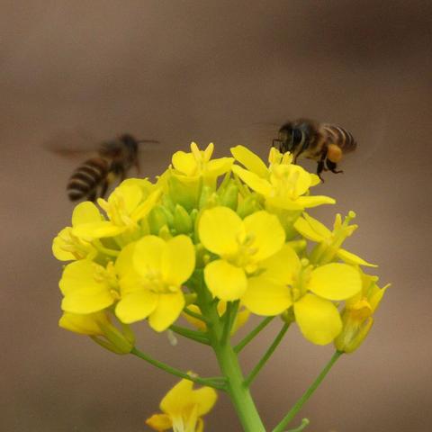 (儿童歌曲《我的好妈妈》)小蜜蜂儿歌：我的好妈妈永远在我心里闪耀