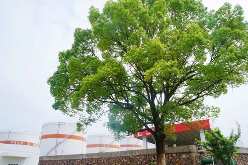 (揭秘《白夜行》中的侦探:他们的名字是什么意思)揭秘《白夜行》中的侦探：他们的名字是什么？