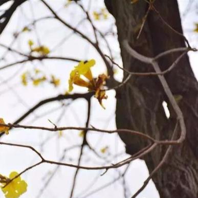 (逍遥逍遥游)逍遥游:畅游自由与灵魂的悠然旋律,探索生活的无限可能 (逍遥逍遥游)逍遥游:畅游自由与灵魂的悠然旋律,探索生活的无限可能